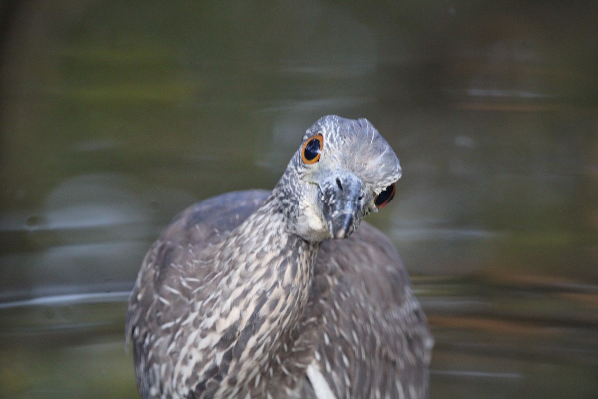 Yellow-crowned Night Heron - ML532267941