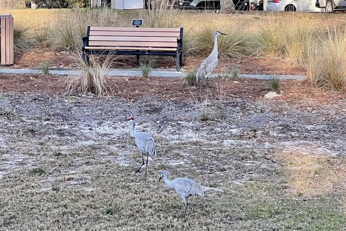 Sandhill Crane (pratensis) - ML532268631