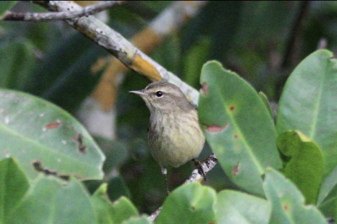 Palm Warbler - ML532269231