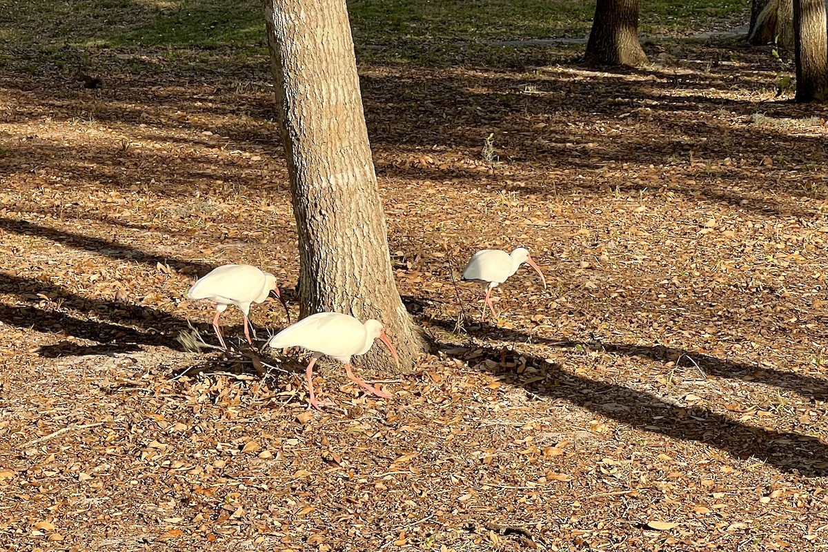 White Ibis - ML532269281