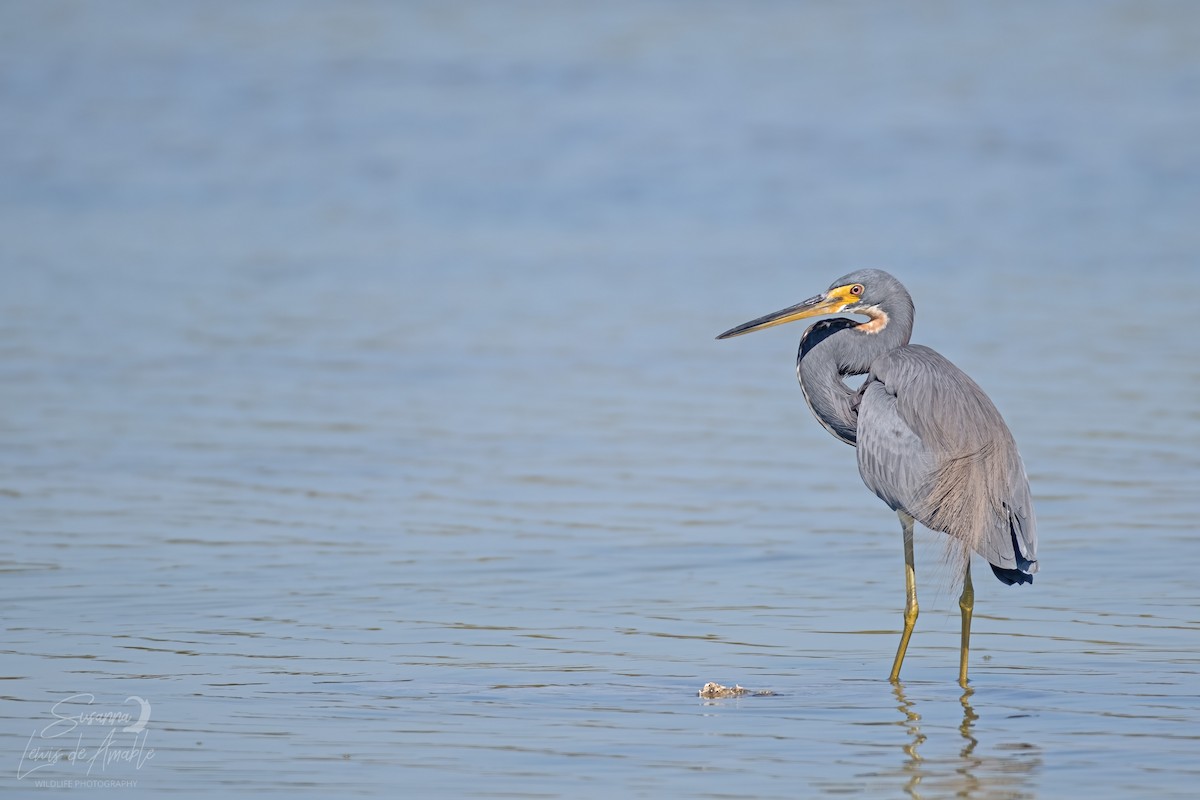 Tricolored Heron - ML532270231