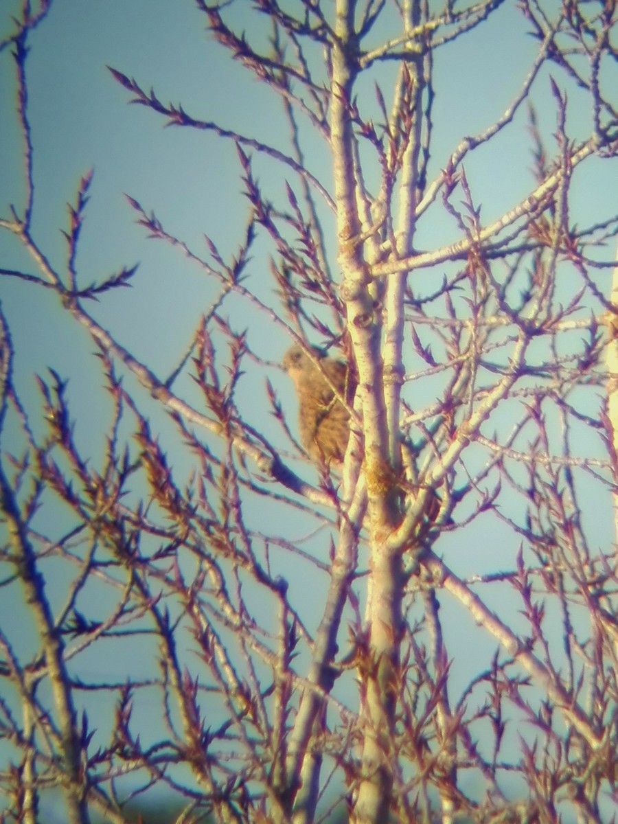 Eurasian Kestrel - ML532270471