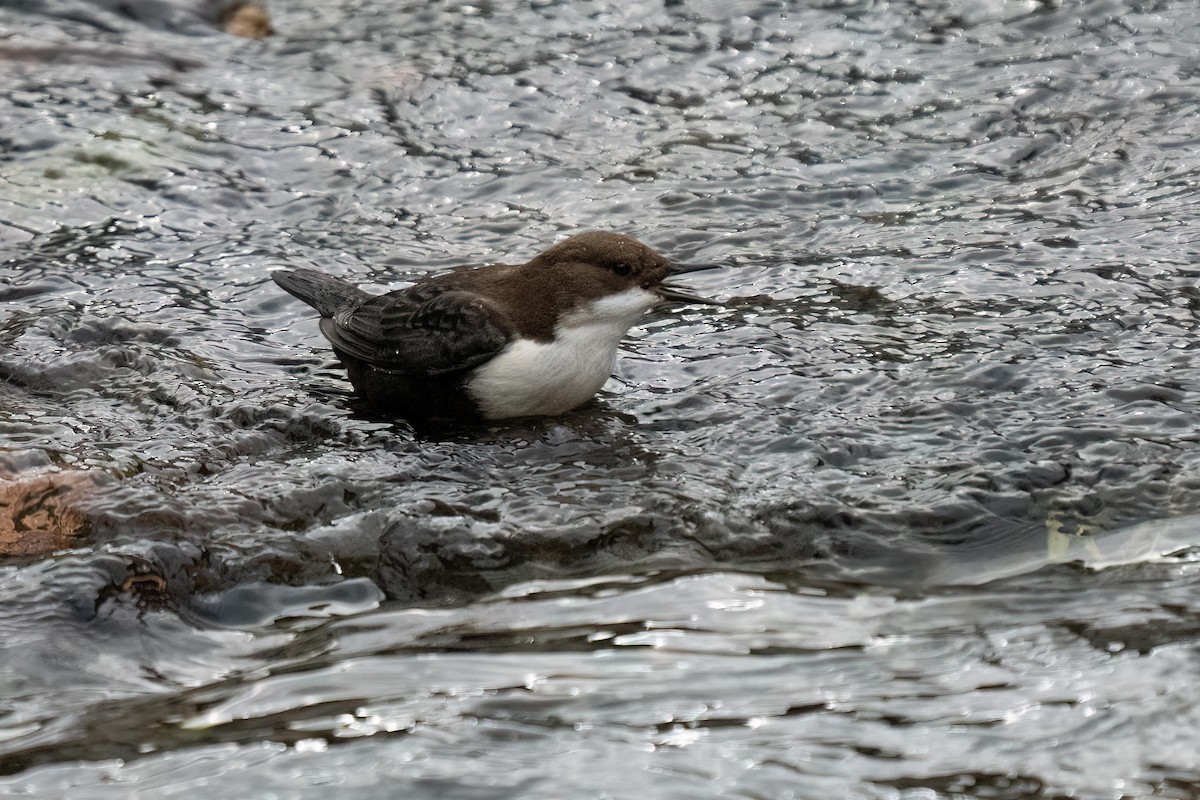 White-throated Dipper - ML532270881