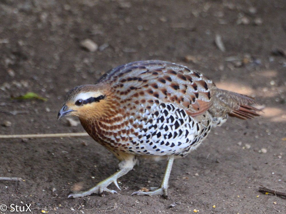 Mountain Bamboo-Partridge - Xueping & Stephan Popp