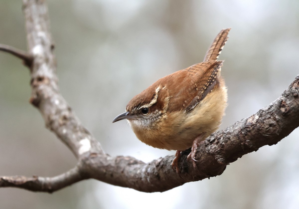 Carolina Wren - ML532271611