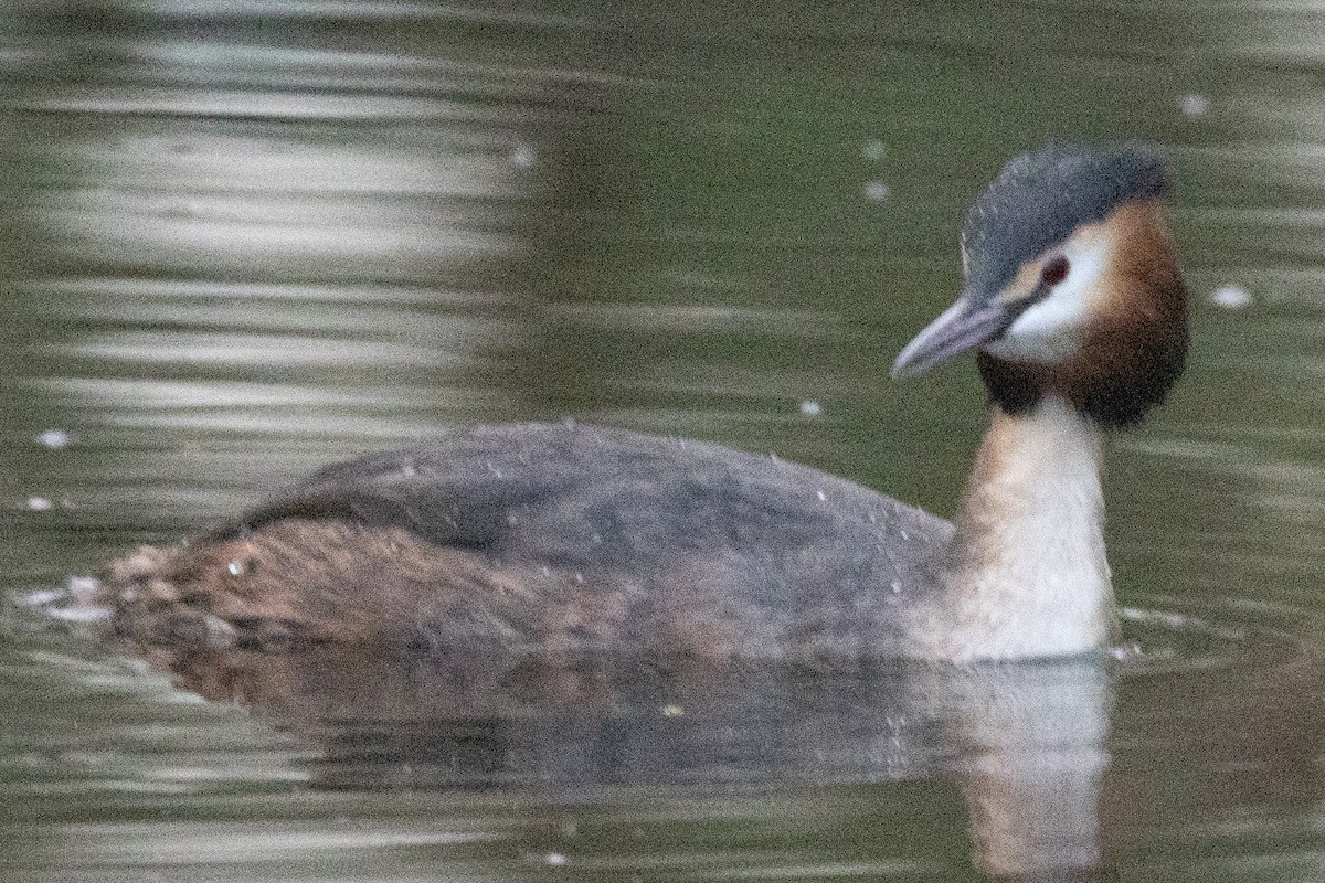 Great Crested Grebe - ML532271851