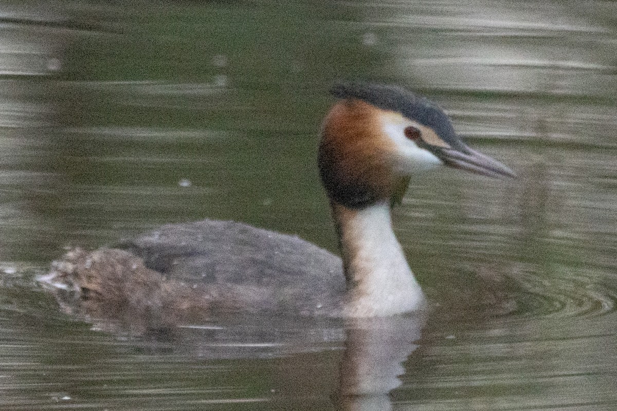 Great Crested Grebe - ML532271861