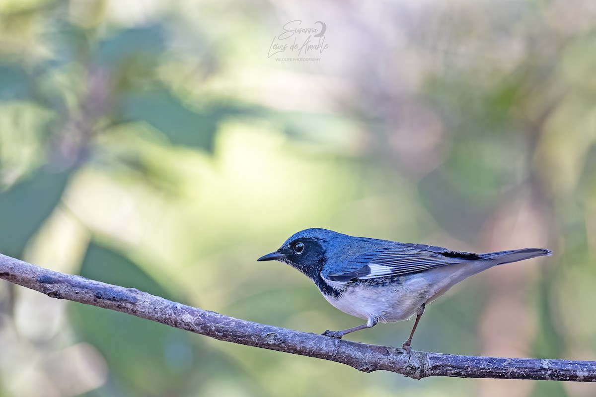 Black-throated Blue Warbler - ML532272131