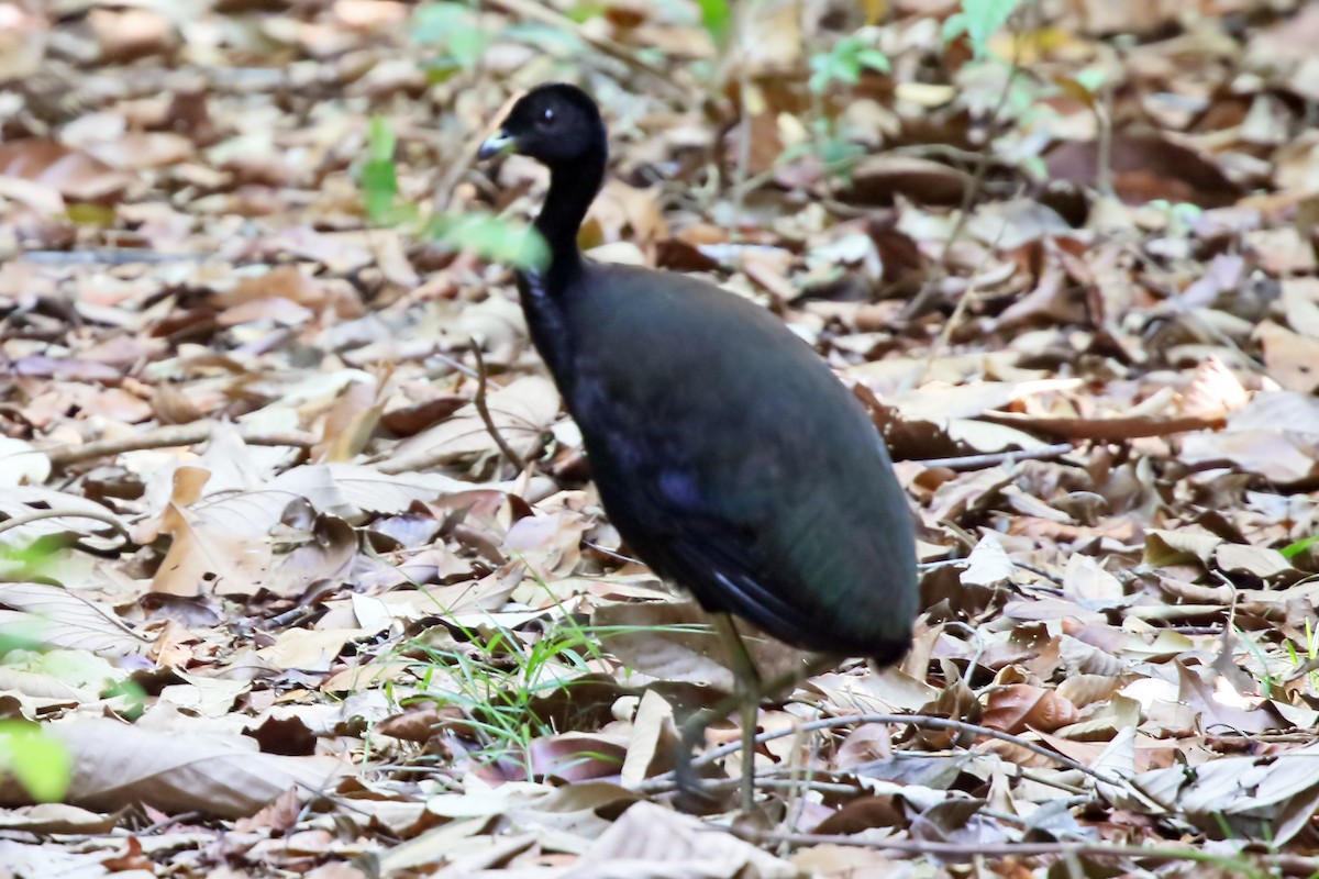 Dark-winged Trumpeter (Black-backed) - ML532272361