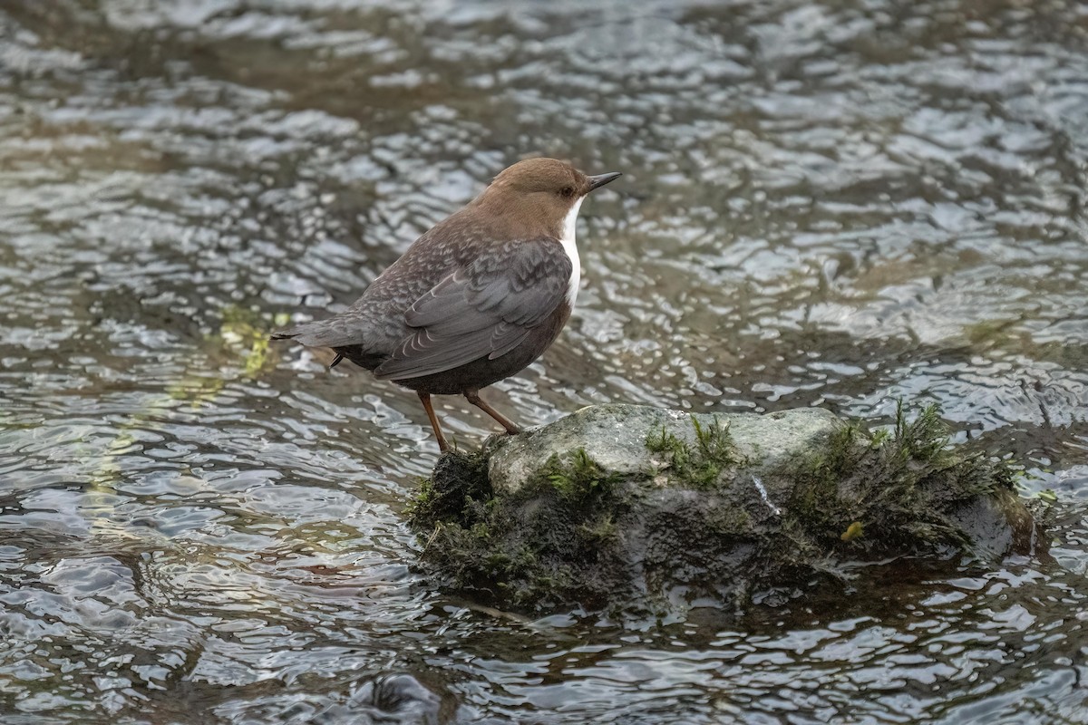 White-throated Dipper - ML532272431