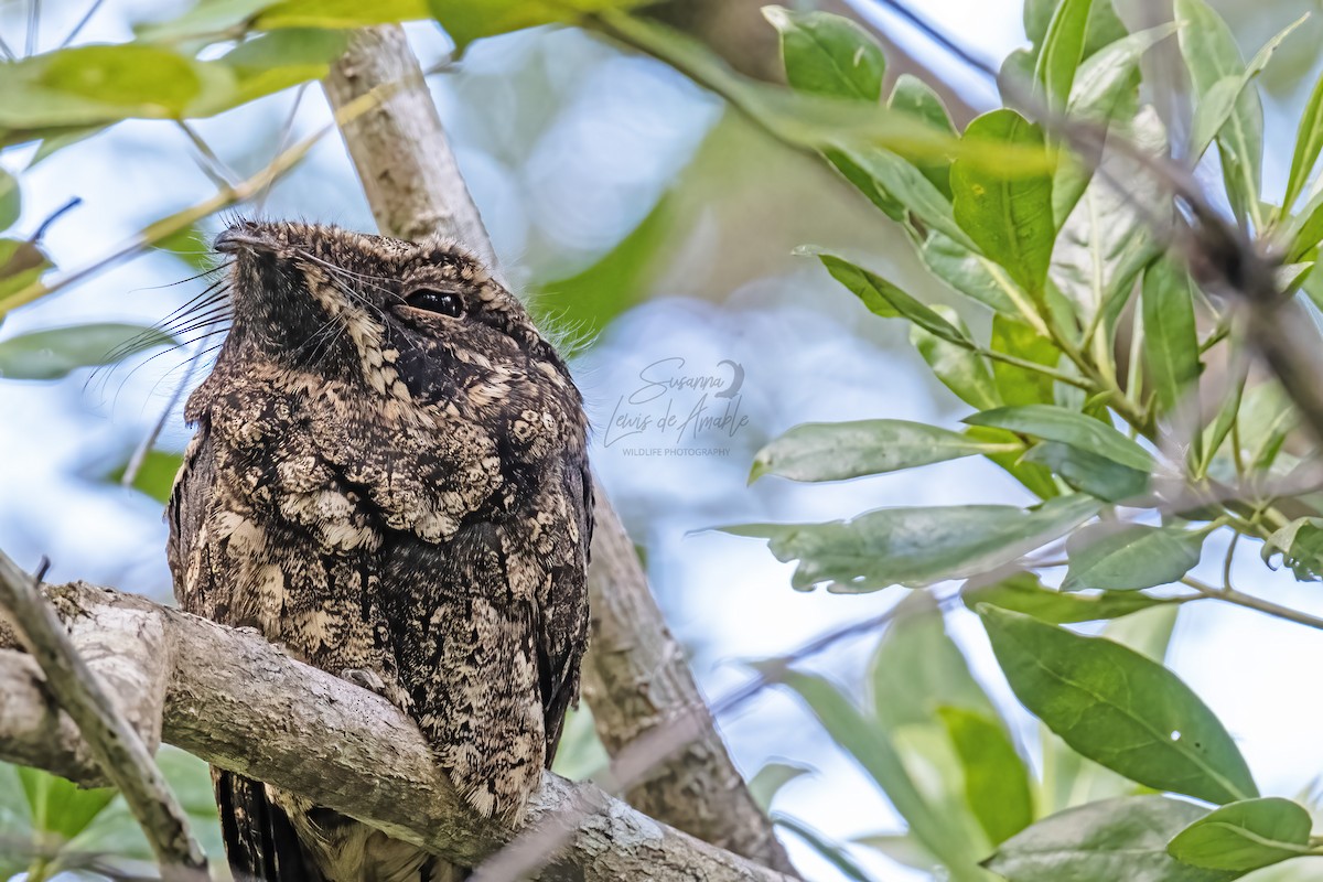 Cuban Nightjar - ML532272441