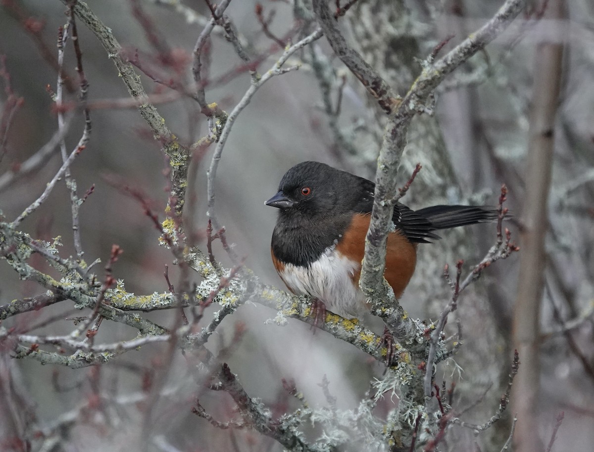 Spotted Towhee - ML532272661