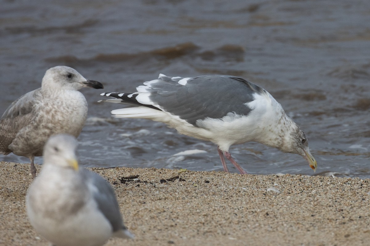 Slaty-backed Gull - ML532272781