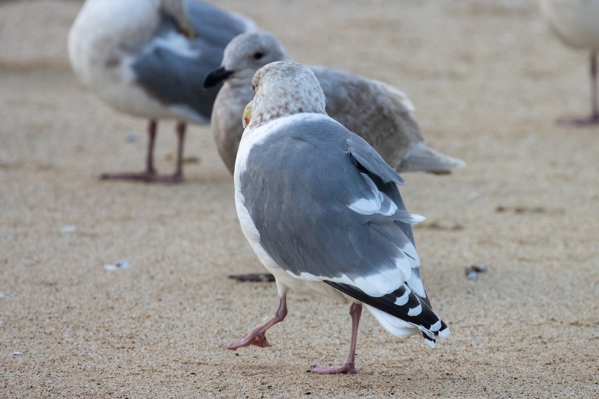 Slaty-backed Gull - ML532272791