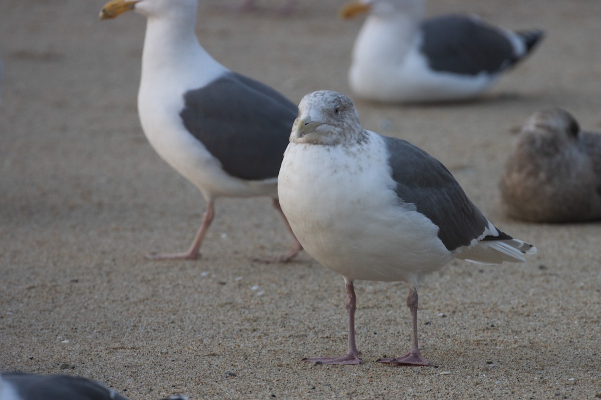 Slaty-backed Gull - ML532272801