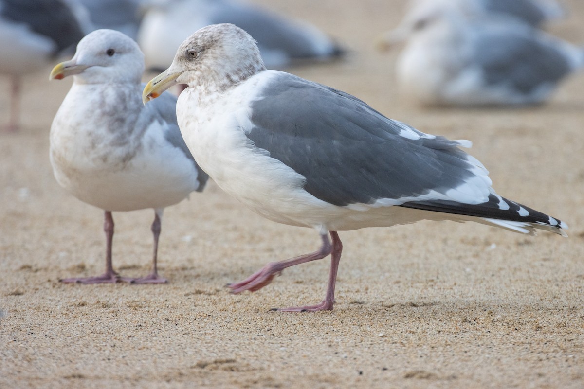 Slaty-backed Gull - ML532272861