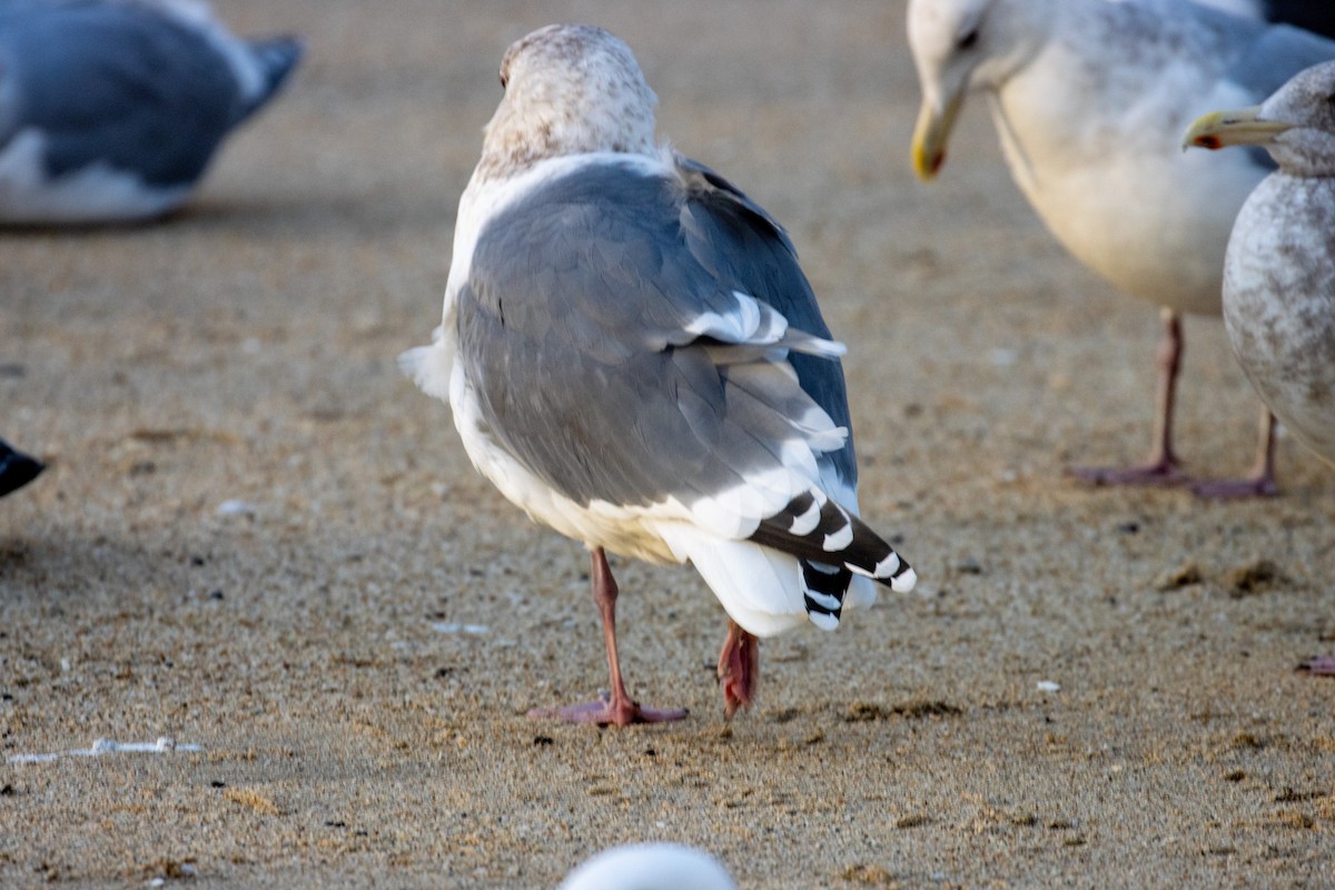 Slaty-backed Gull - ML532272871