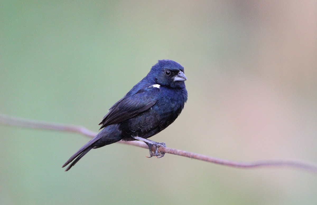 Blue-black Grassquit - Afonso Carlos  Oliveira