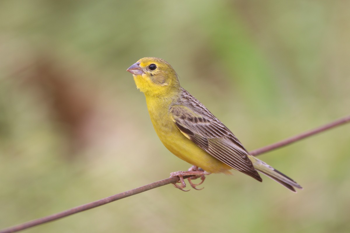 Grassland Yellow-Finch - ML532273981