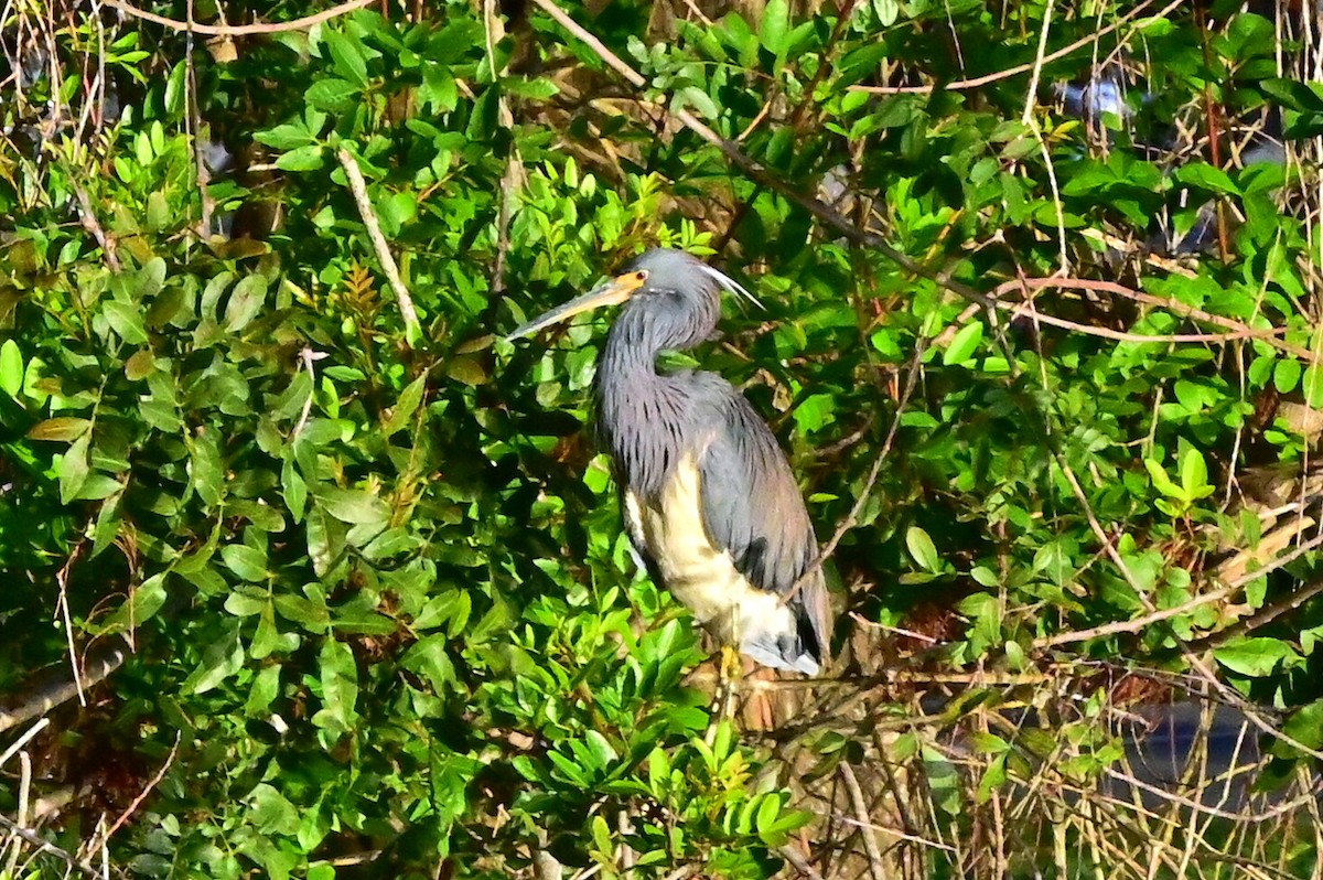 Great Blue Heron - ML532275971