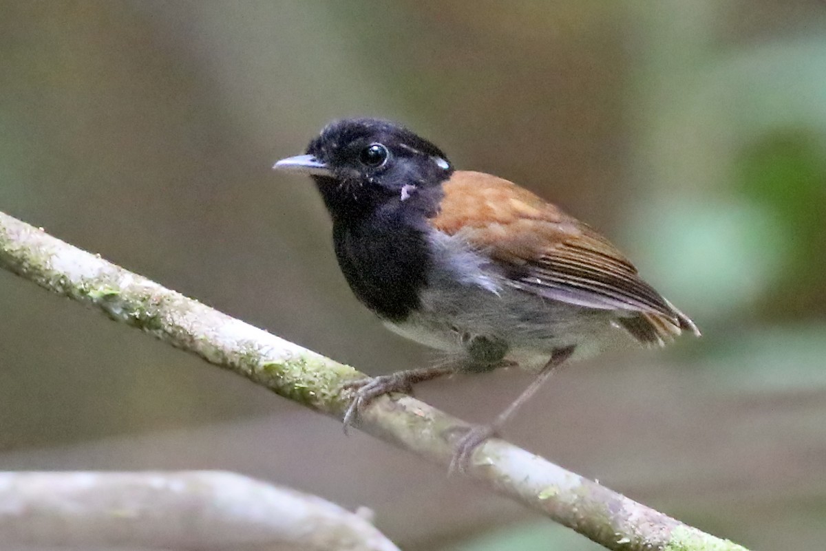 Hooded Gnateater - ML532276781