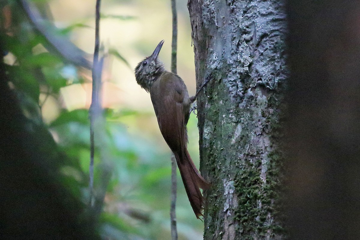 Long-tailed Woodcreeper (Southern) - ML532276851