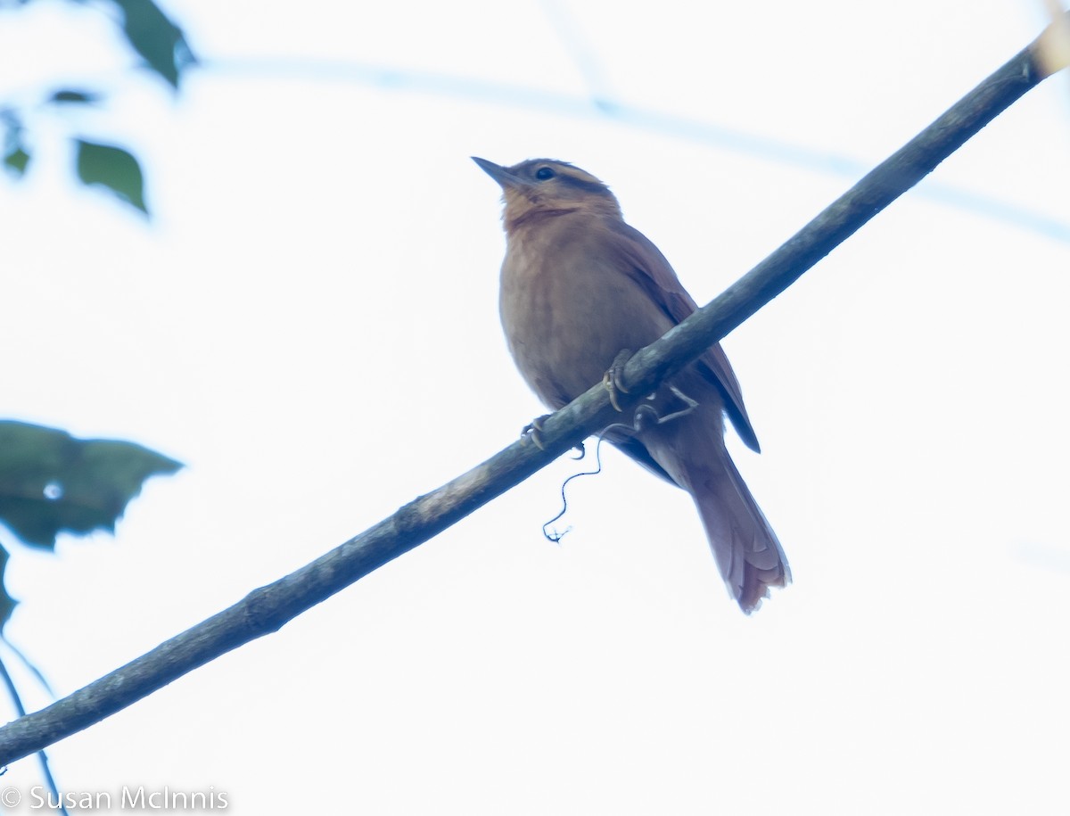 Ochre-breasted Foliage-gleaner - ML532277521