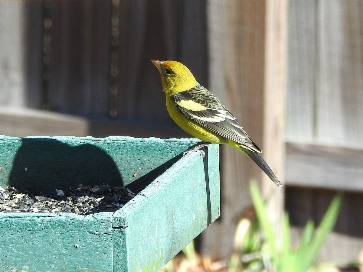 Western Tanager - Mark S. Hoffman