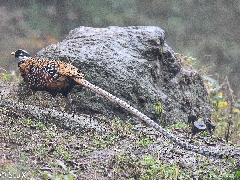 Reeves's Pheasant - ML532278661