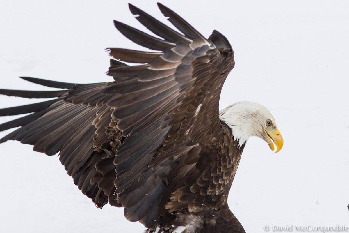 Bald Eagle - David McCorquodale