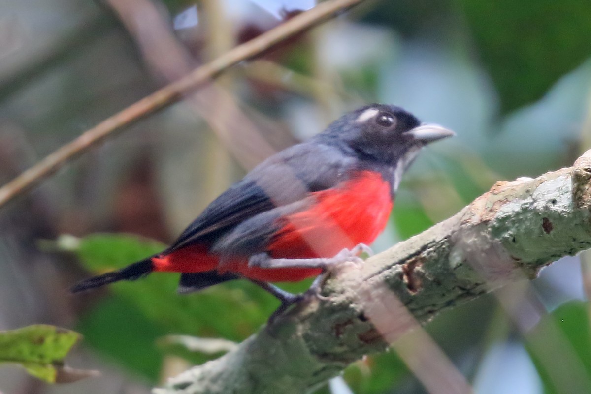 Rose-breasted Chat (Rose-bellied) - ML532279861