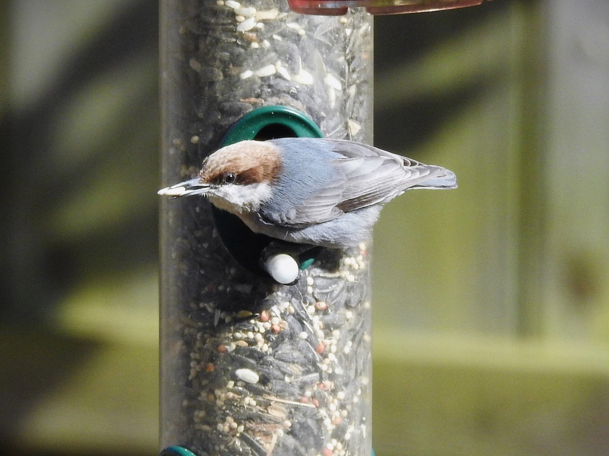 Brown-headed Nuthatch - ML532281031