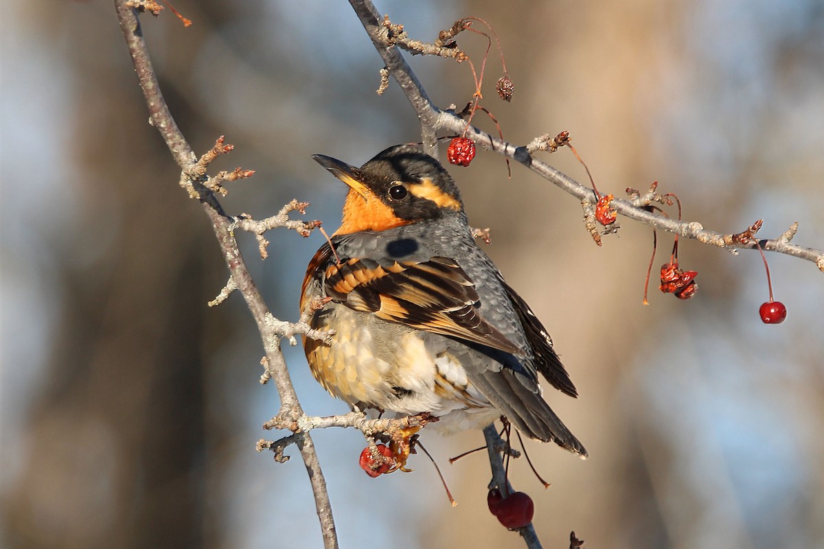 Varied Thrush - ML532281181