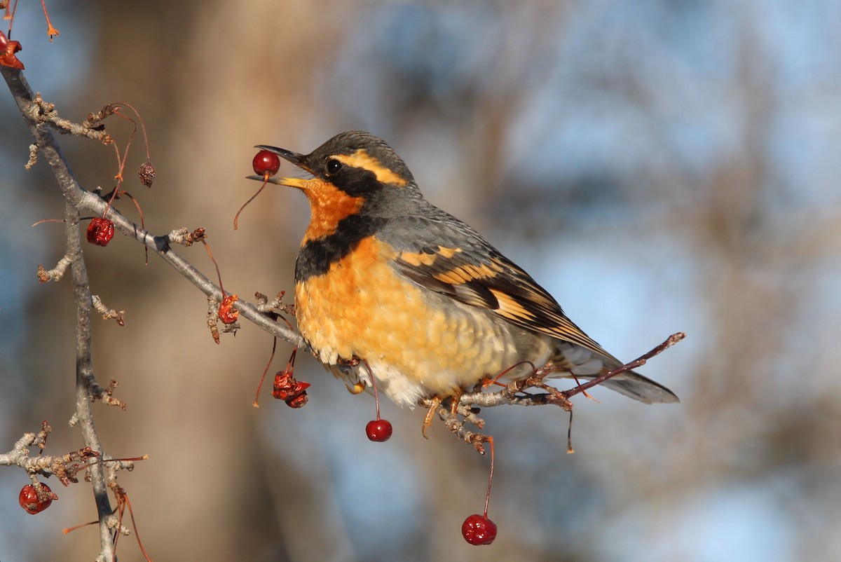 Varied Thrush - ML532281191