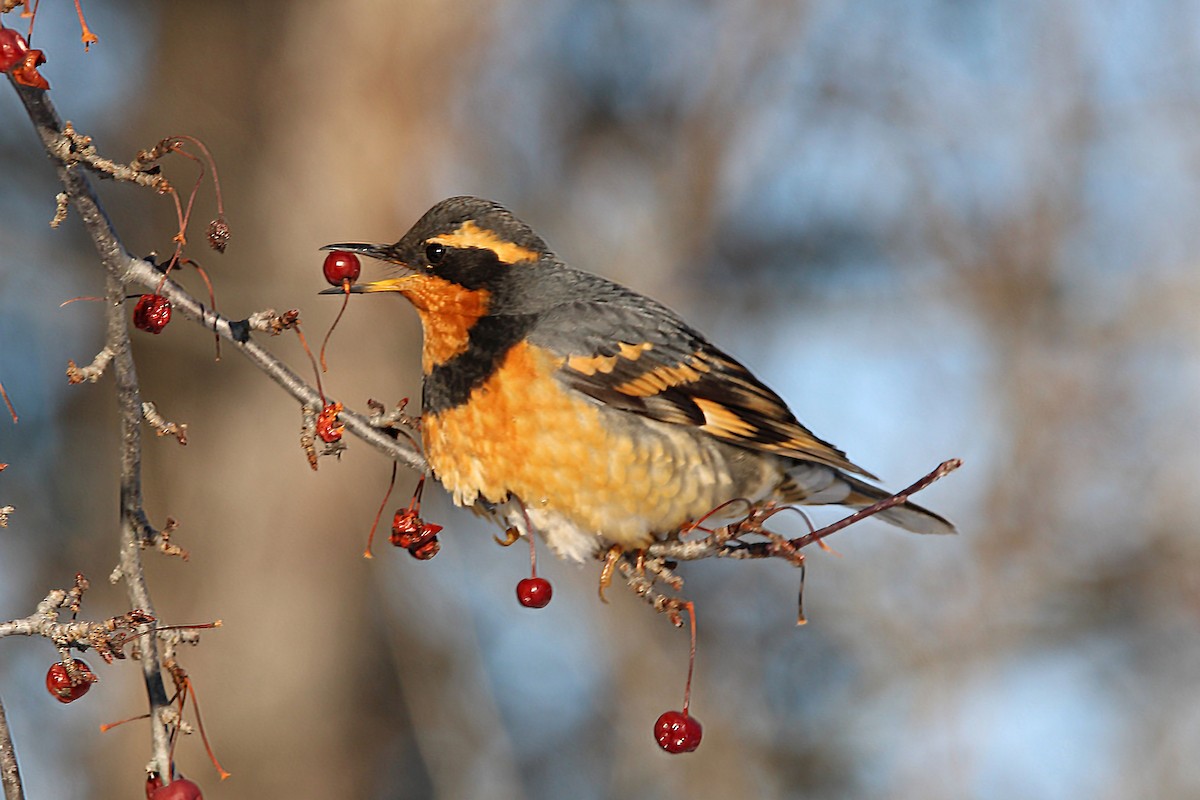 Varied Thrush - ML532281201