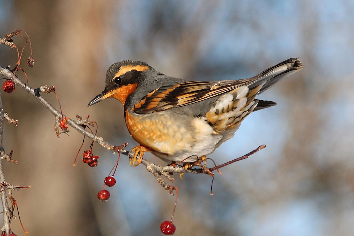 Varied Thrush - ML532281211