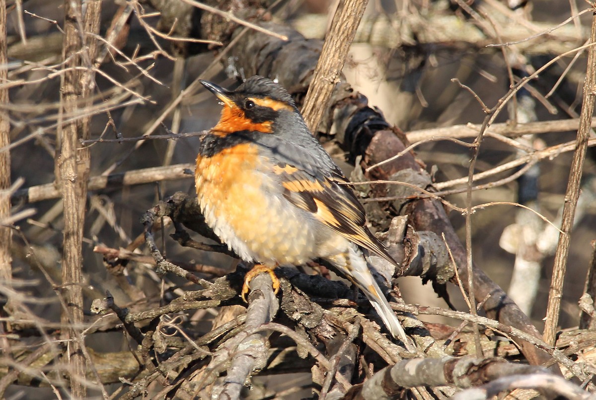 Varied Thrush - ML532281241