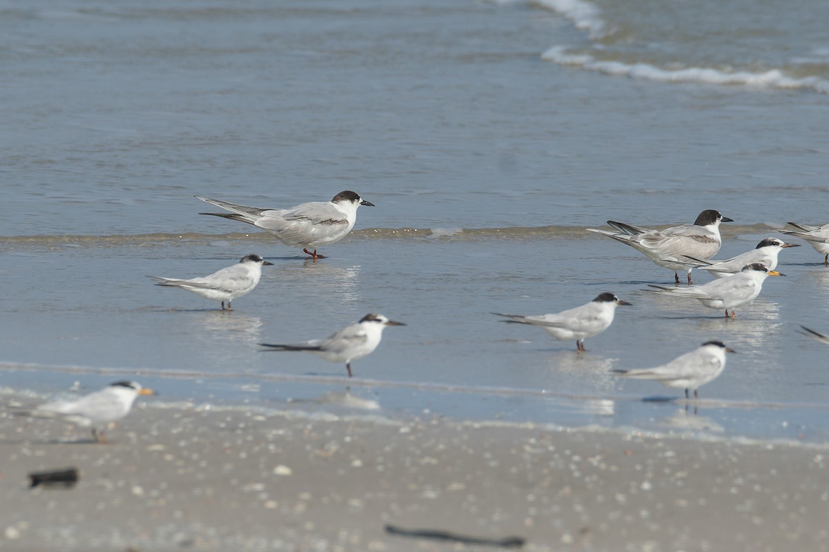 Common Tern (hirundo/tibetana) - Wich’yanan Limparungpatthanakij