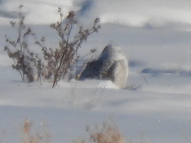 Snowy Owl - ML532281921