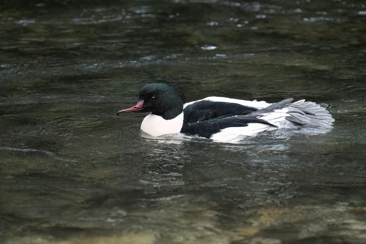 Common Merganser - ML532282961