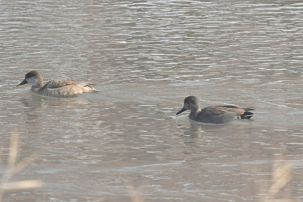 Gadwall - ML532283441