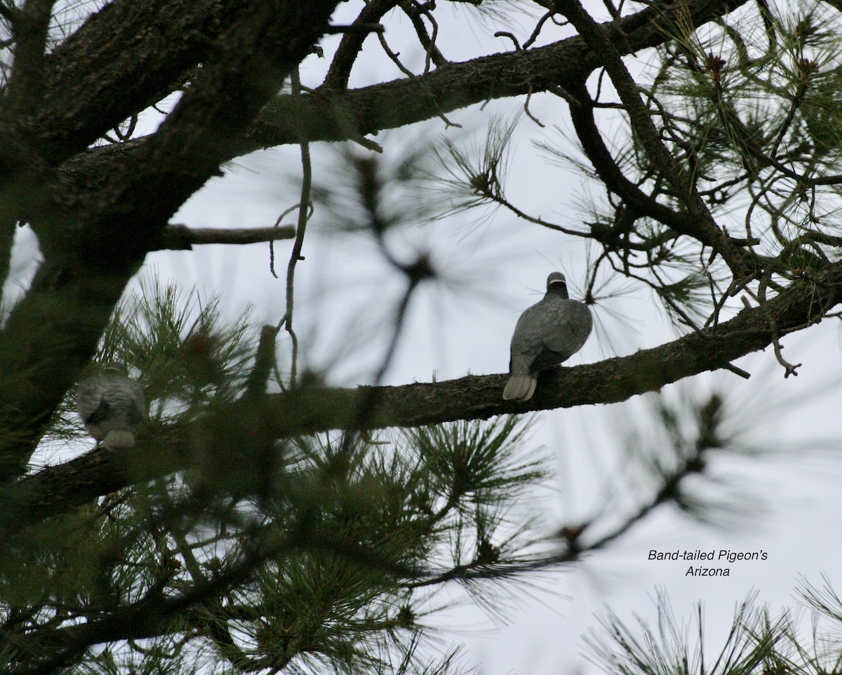 Band-tailed Pigeon - ML532283681