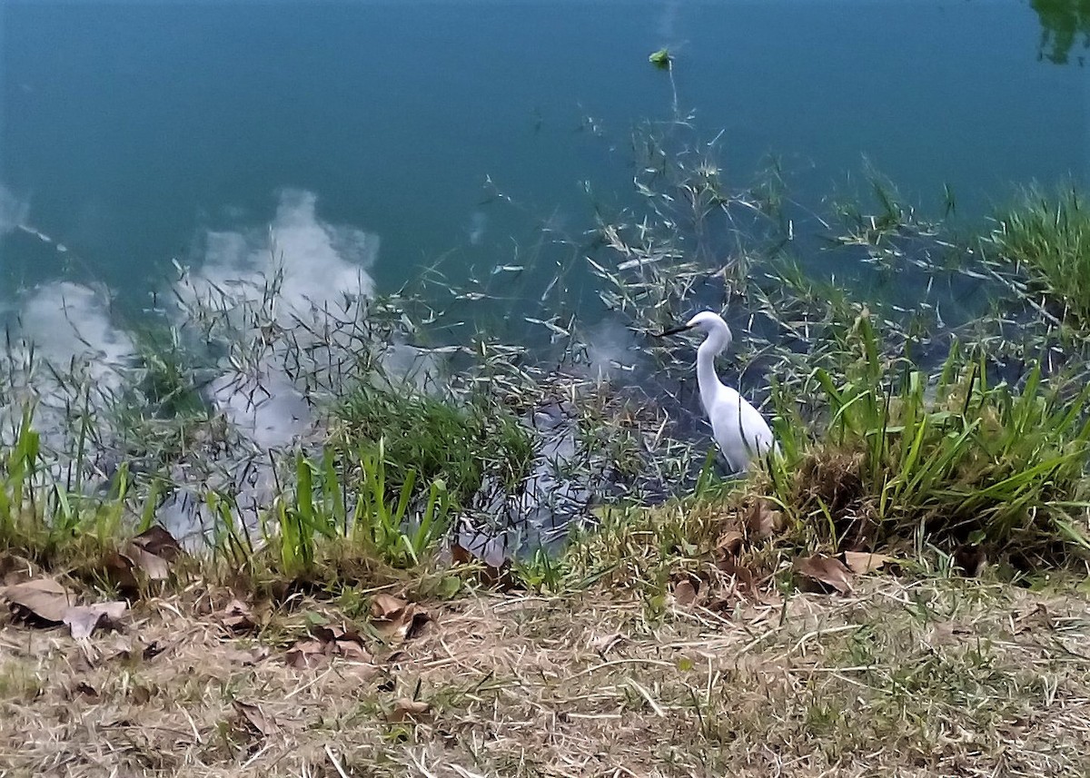 Snowy Egret - Carlos Otávio Gussoni