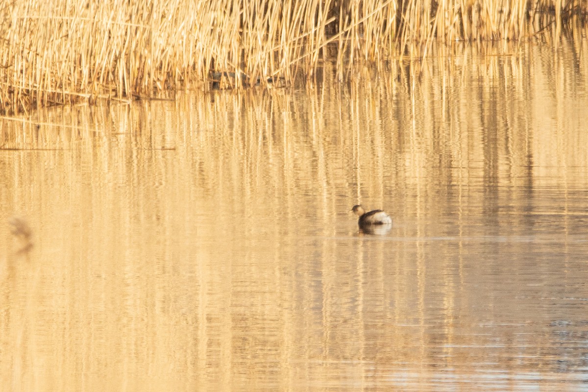 Little Grebe - Letty Roedolf Groenenboom