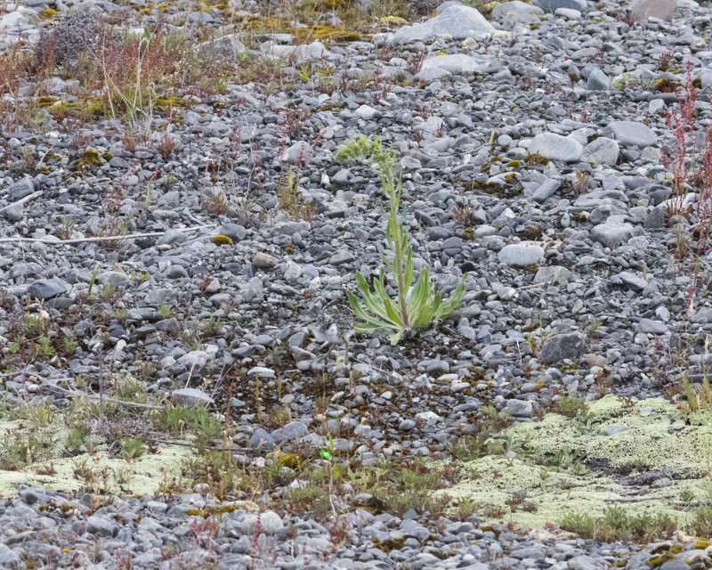 Double-banded Plover - ML532284861