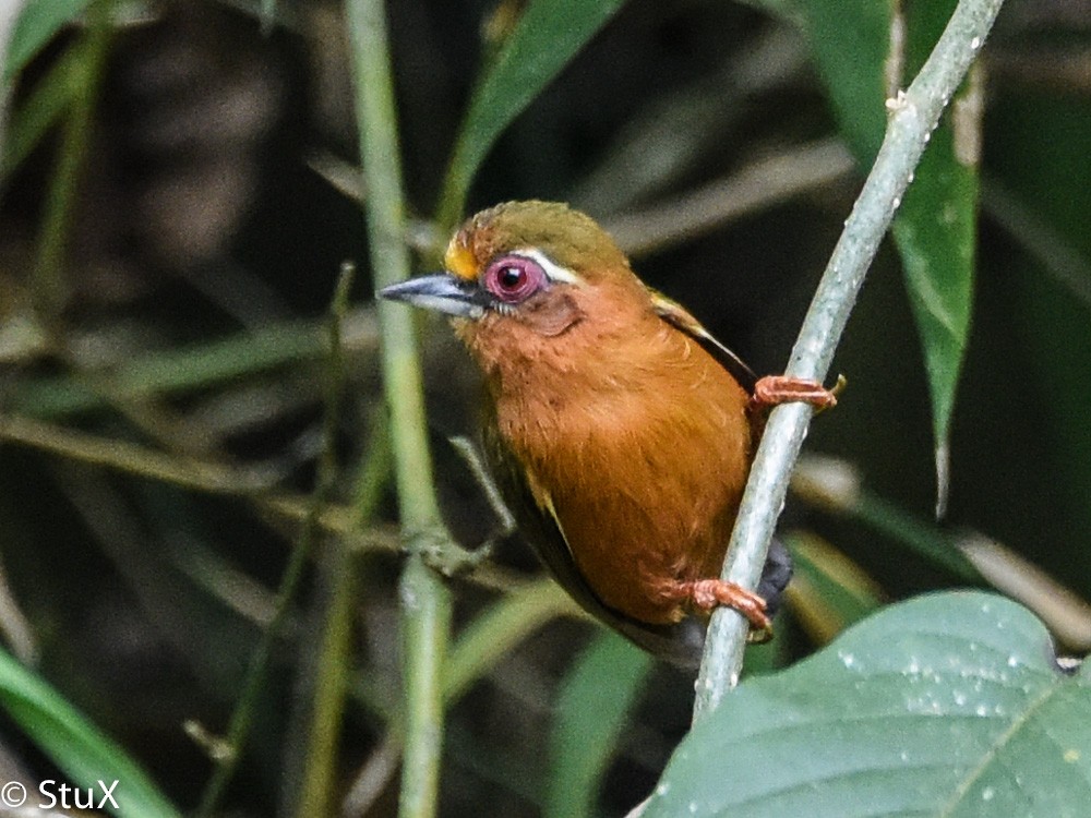 White-browed Piculet - Xueping & Stephan Popp
