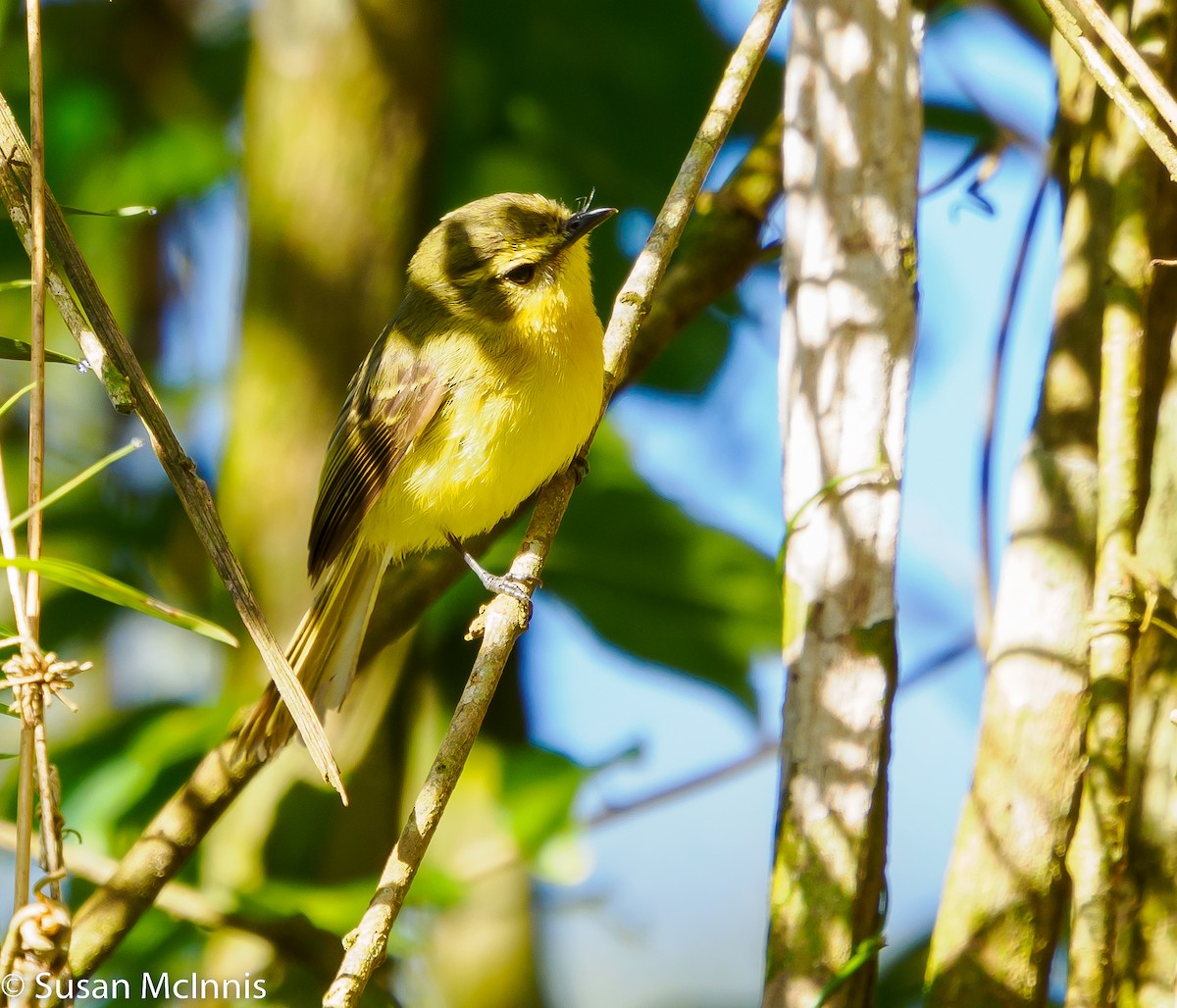 Yellow Tyrannulet - Susan Mac