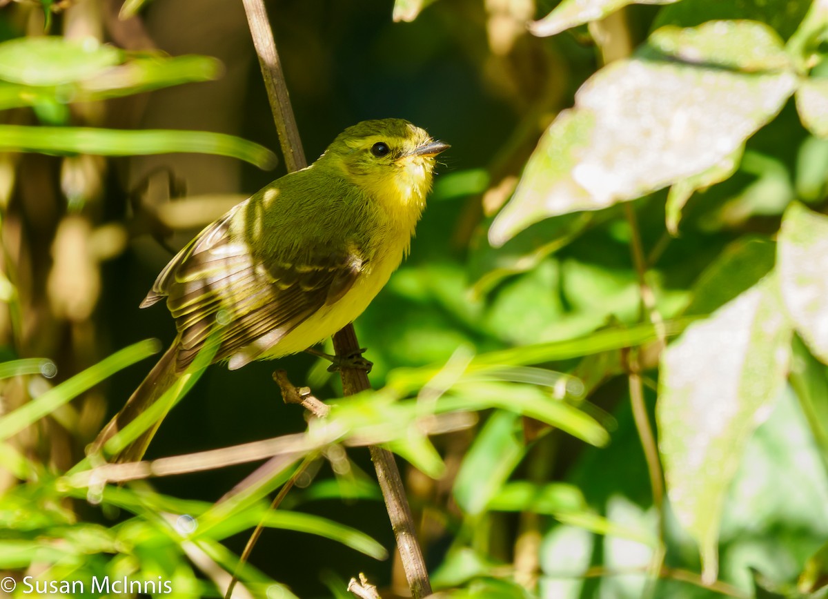 Yellow Tyrannulet - Susan Mac