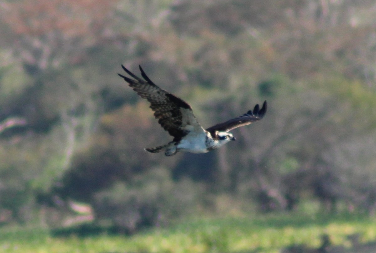 Balbuzard pêcheur - ML532285761