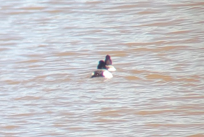 Greater Scaup - ML532285961